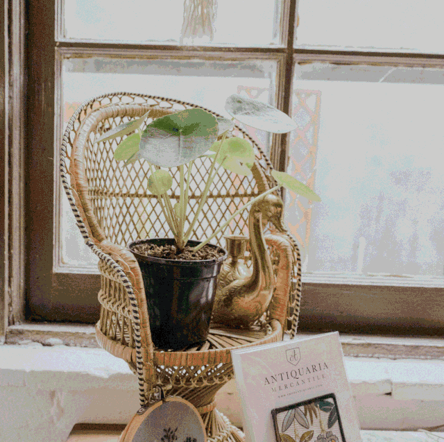 1596785085556599.gif 640.gif